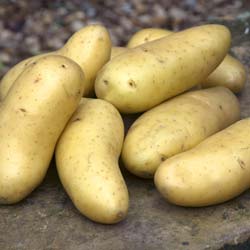 Potato 'Amandine'
